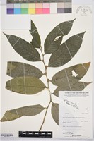 登錄號:BS07879藏品圖，第1張