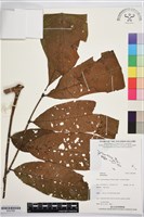 登錄號:BS07880藏品圖，第1張