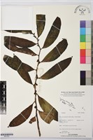 登錄號:BS07881藏品圖，第1張