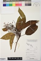 登錄號:BS07882藏品圖，第1張