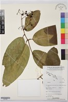 登錄號:BS07883藏品圖，第1張