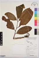 登錄號:BS07884藏品圖，第1張