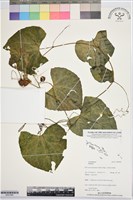 登錄號:BS07885藏品圖，第1張