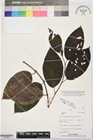 登錄號:BS07886藏品圖，第1張