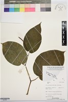 登錄號:BS07887藏品圖，第1張