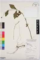 假川牛膝藏品圖，第1張