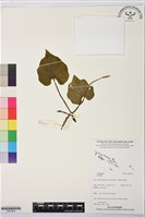 登錄號:BS07894藏品圖，第1張