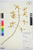 登錄號:BS07896藏品圖，第1張