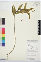 登錄號:BS07897藏品圖，第1張