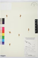 鬚唇暫花蘭藏品圖，第1張