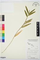 登錄號:BS07899藏品圖，第1張