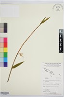 登錄號:BS07900藏品圖，第1張