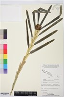 登錄號:BS07901藏品圖，第1張