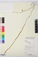 登錄號:BS07902藏品圖，第1張