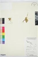 登錄號:BS07903藏品圖，第1張