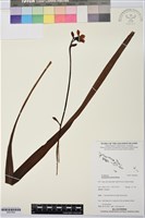 紫苞舌蘭、紫蘭藏品圖，第1張