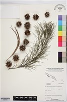 登錄號:BS07905藏品圖，第1張