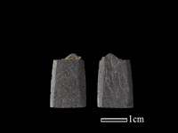 矛鏃形器藏品圖，第1張