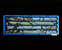 登錄號:C005221藏品圖，第2張