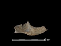 狗獾骨藏品圖，第1張