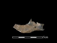 狗獾骨藏品圖，第2張