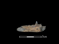 狗獾骨藏品圖，第2張