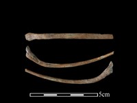 狗獾骨藏品圖，第1張