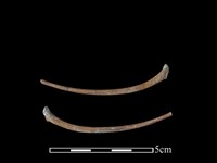 狗獾骨藏品圖，第1張