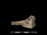 狗獾骨藏品圖，第1張