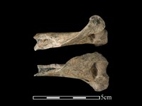 狗獾骨藏品圖，第2張