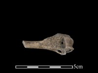 狗獾骨藏品圖，第2張