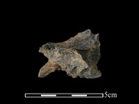 台灣獼猴骨藏品圖，第2張