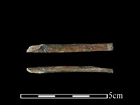 台灣獼猴骨藏品圖，第1張