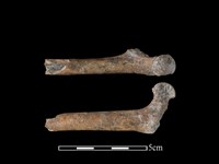 台灣獼猴骨藏品圖，第2張