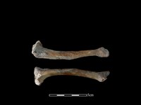 水獺骨藏品圖，第1張