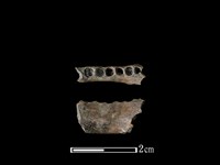 棕蓑貓骨藏品圖，第1張