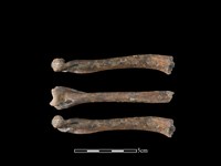 石虎骨藏品圖，第1張