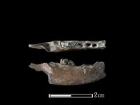 麝香貓骨藏品圖，第1張