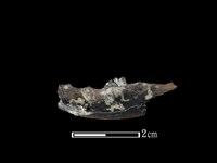 麝香貓骨藏品圖，第2張