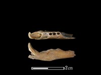 麝香貓骨藏品圖，第1張