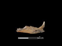 麝香貓骨藏品圖，第2張