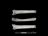 麝香貓骨藏品圖，第1張