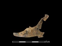 台灣野兔骨藏品圖，第2張