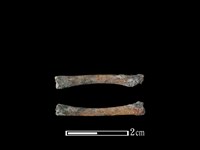 台灣野兔骨藏品圖，第1張