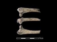 火雞骨藏品圖，第1張