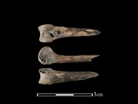 家雞骨藏品圖，第1張