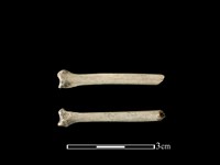 鴨科骨藏品圖，第1張