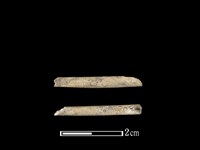 鴨科骨藏品圖，第1張