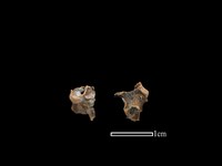 蛙骨藏品圖，第1張