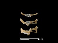 蛙骨藏品圖，第1張